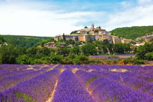 Guide to the Lavender Fields of Provence, South of France