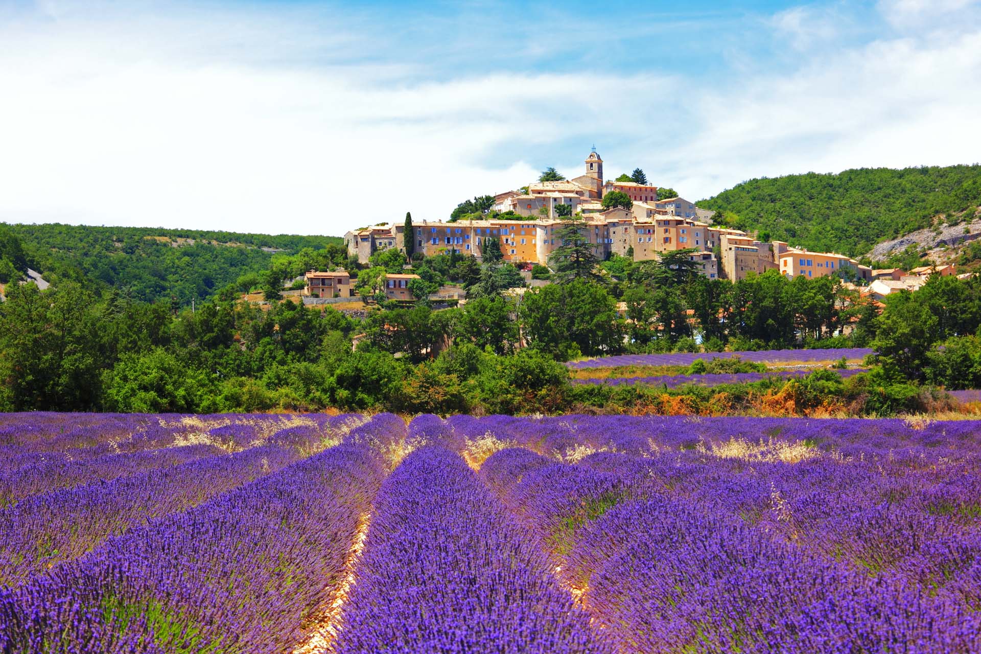 visit provence lavender fields